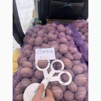 Продам насіннєву картоплю сорту Пікасо. Крупний опт від 10 тонн. 2 репродукція