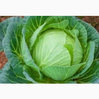 Куплю капусту. Вся Україна