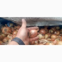 Продам некалібровану цибулю, Харківська обл