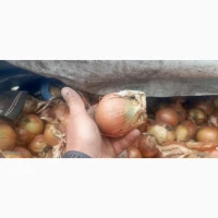 Продам некалібровану цибулю, Харківська обл