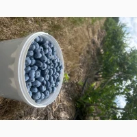 Продам ягоду лохини гурт/роздріб
