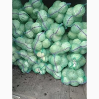 Продам капусту сорт Агрессор від виробника