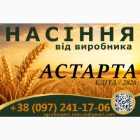 Насіння. Озима пшениця Астарта, еліта 2026