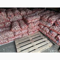 Продам сорт Любаша та Дюшес