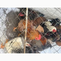 Продам петухов мясояичные: Ред бро, Фокси чик, годовалые =450 гр