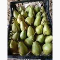 Продам грушу (рікс)