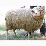 Продажа Баранины живой/битый