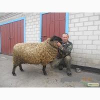 Продам породистого барана
