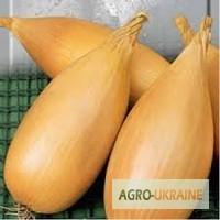 Продам весовые и пакетированные семена репчатого лука (оптом с первых рук)