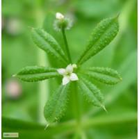 Сок подмаренника цепкого, 220мл/210грн