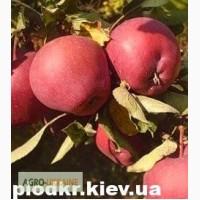 Саженцы плодовых деревьев - фундук, яблоня, нектарин оптом и в розницу