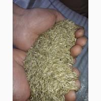 Райграс многолетний