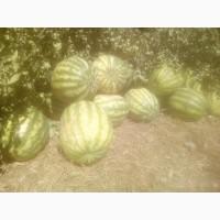 Продам кавун