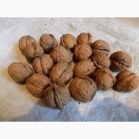Продам орех грецкие кругляк
