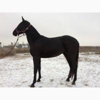 Продажа перспективной кобылы в спорт