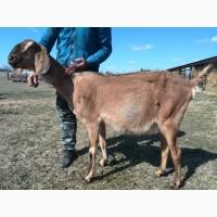Продам англо-нубийских козликов (100%)