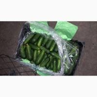 Иранский Огурец