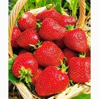 Полуниця Роксана (Roxana Strawberry) саджанці полуниці Фріго