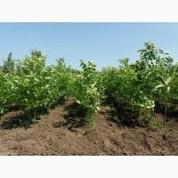 Продам саджанці горіха Буковинський