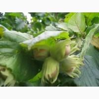 Саджанці фундука Каталоньский, Барселоньський, Вебба, Трапезунд, Шедевер