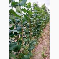 Саджанці фундука Каталоньский, Барселоньський, Вебба, Трапезунд, Шедевер