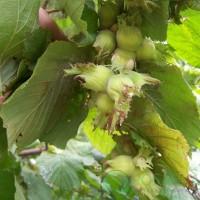 Саджанці фундука Каталоньский, Барселоньський, Вебба, Трапезунд, Шедевер