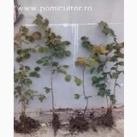 Саджанці фундука Каталоньский, Барселоньський, Вебба, Трапезунд, Шедевер