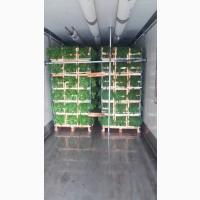 Продам петрушка укроп Турция