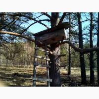 Мед диких бджіл (колодочний, бортьовий)