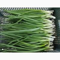 Зелена цибуля