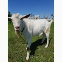 Зааненский козел, цап чистопородный (сын Витаса - Германия)