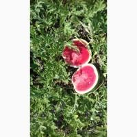 Арбуз Топган