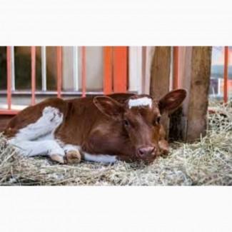 Сено люцерны в тюках. доставка по Украине. Объёмы