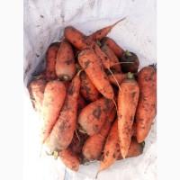 Продам морковь