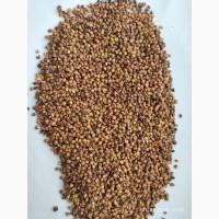 Продам сорго красное-300т., Б/Н с НДС, С/Х производитель