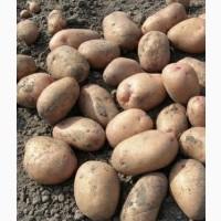 Продам картоплю, сорт Славянка