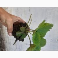 Полуниці саджанці 2023