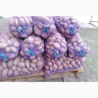 Продам картоплю сорт коннект