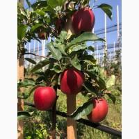 Продам яблука з власного саду