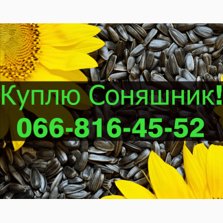 На постійній основі закуповую Соняшник у будь якому обсязі