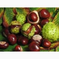 Куплю каштан по Україні