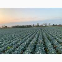 Куплю Капусту ОПТ Україн