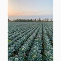 Куплю Капусту ОПТ Україн