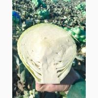Куплю Капусту ОПТ Україн