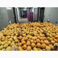 Продам отличный абрикос