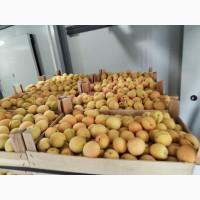 Продам отличный абрикос