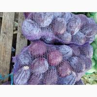 Продам синю капусту