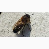 Продам Бджолопакети породи Карпатка (мічені матки) з власної пасіки