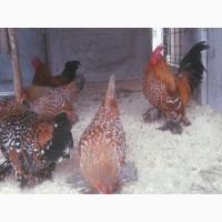 Яйце на інкубацію.Курчат. Мільфлер біле золото, фарфоровий