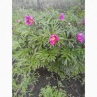 Продам півонія незвичайна (марїн корінь)
